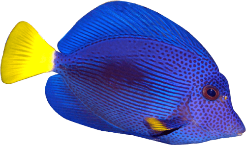 Small Fish