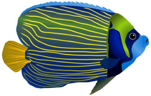 Small Fish